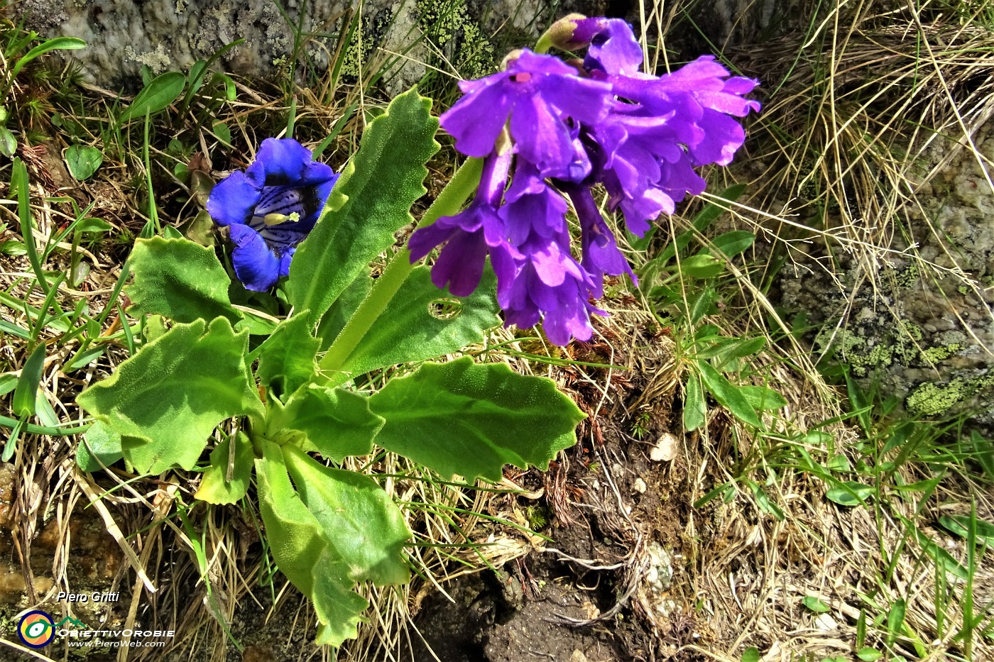 54 Primula latifolia con Genziana di Koch (Gentiana kochiana)).JPG